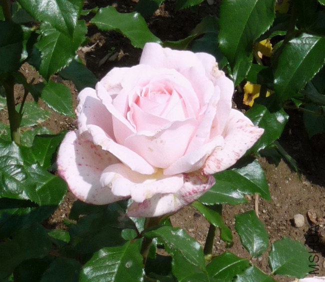 rosa-chandosbeauty2.jpg