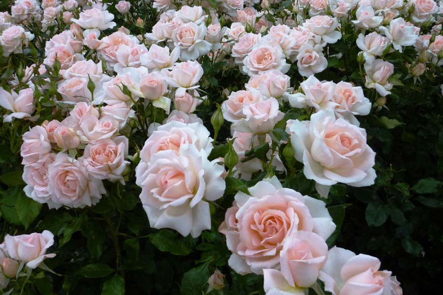 Rose-Chandos-Beauty.jpg