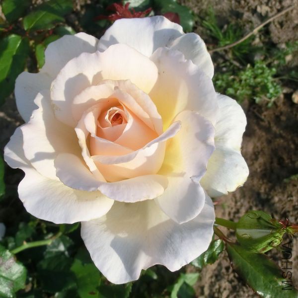 Rose-Chandos-Beauty-R-TH-IV_NTYzMDQ0NFo.jpg