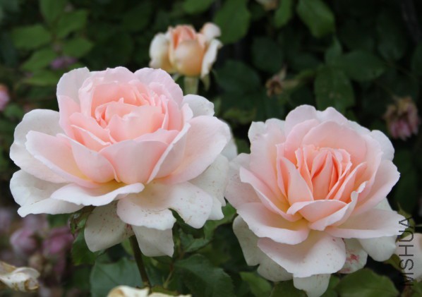 Rosier-Chandos-Beauty---sweet-love.jpg
