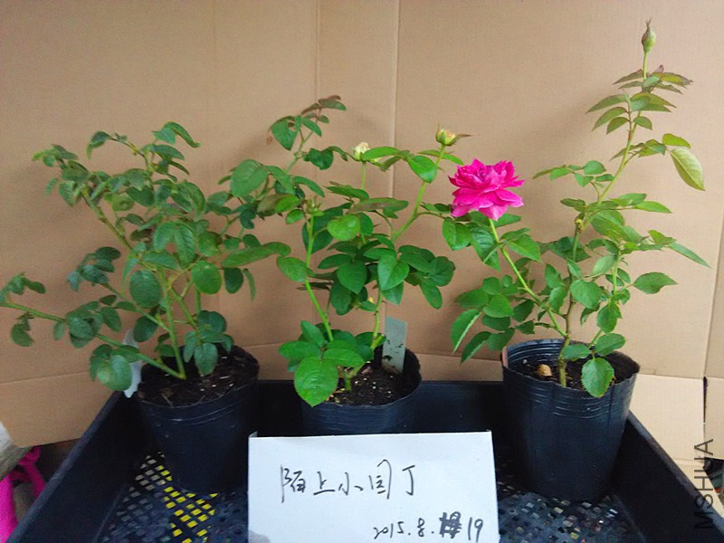�ҵ������������췽ҹ̷.jpg