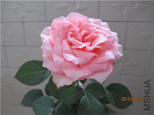 IMG_5824.jpg