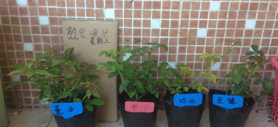 Ѭ��õ�� ���� ���� ���.jpg
