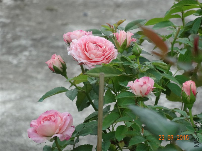 DSC02006.jpg