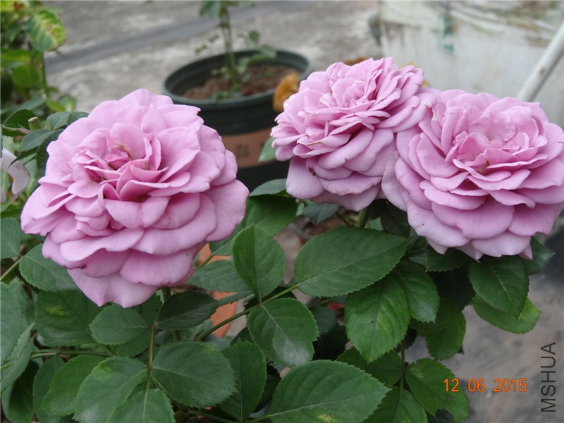 DSC00226.jpg