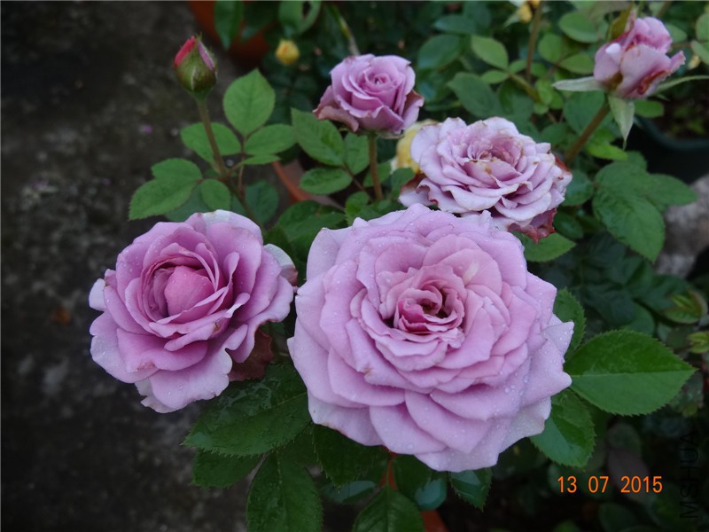 DSC01421.jpg