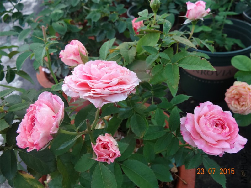 DSC01931.jpg