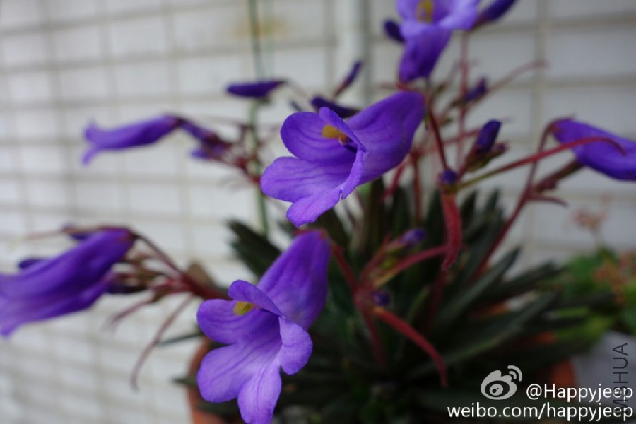 62796d5ejw1et4sv8fvwmj218f0tmdks.jpg