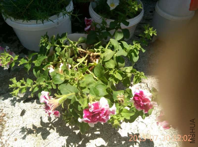 ������ţ����