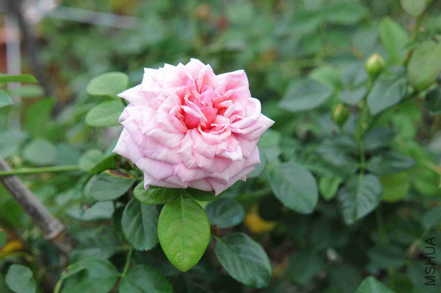 DSC_5776_����.jpg
