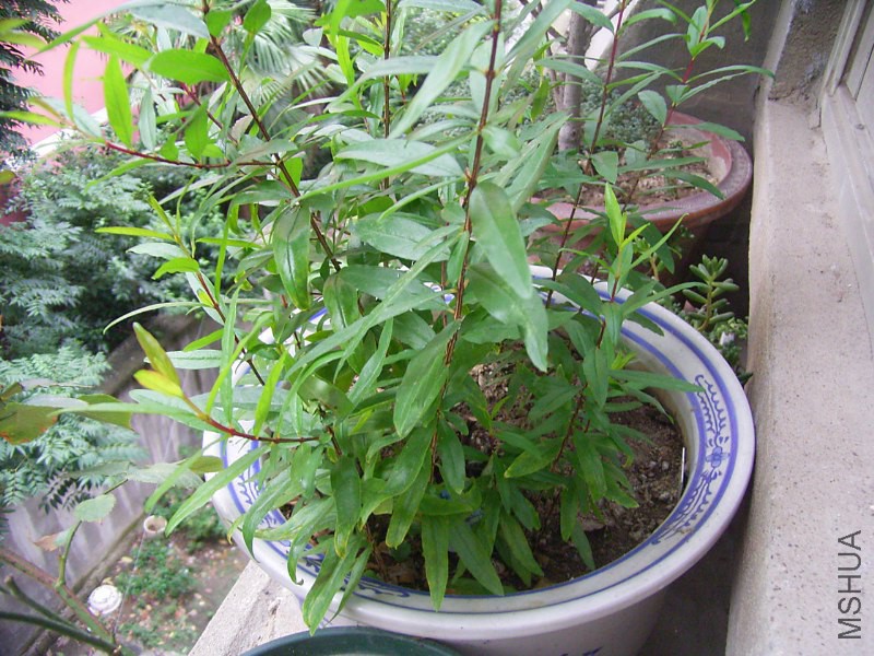 RIMG4310_800x600.JPG