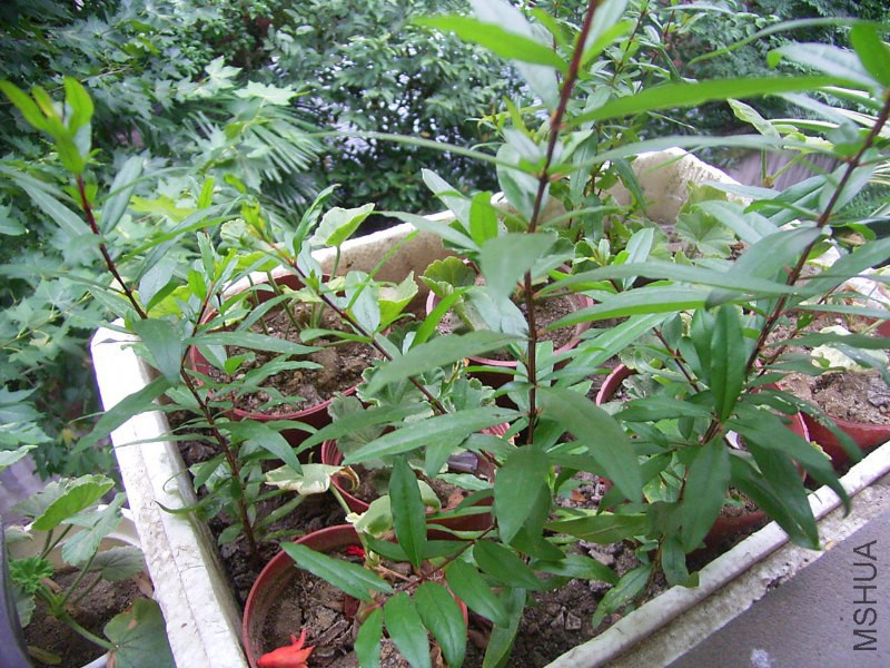 RIMG4312_800x600.JPG