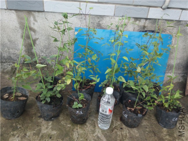 20150820133019��ͳ.jpg