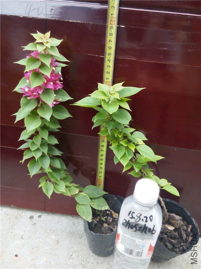 20150820155804΢������÷.jpg