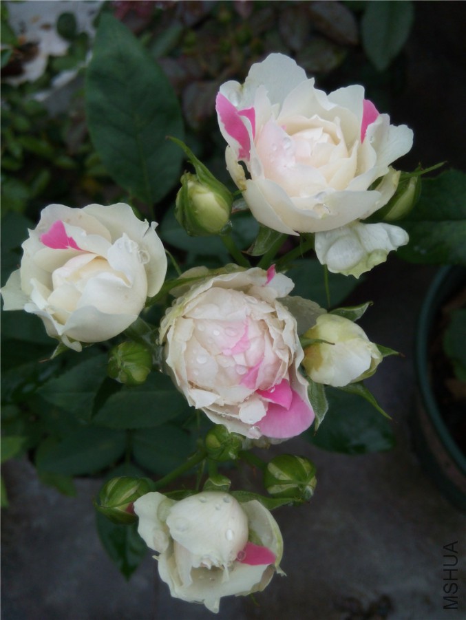20150602113824.jpg