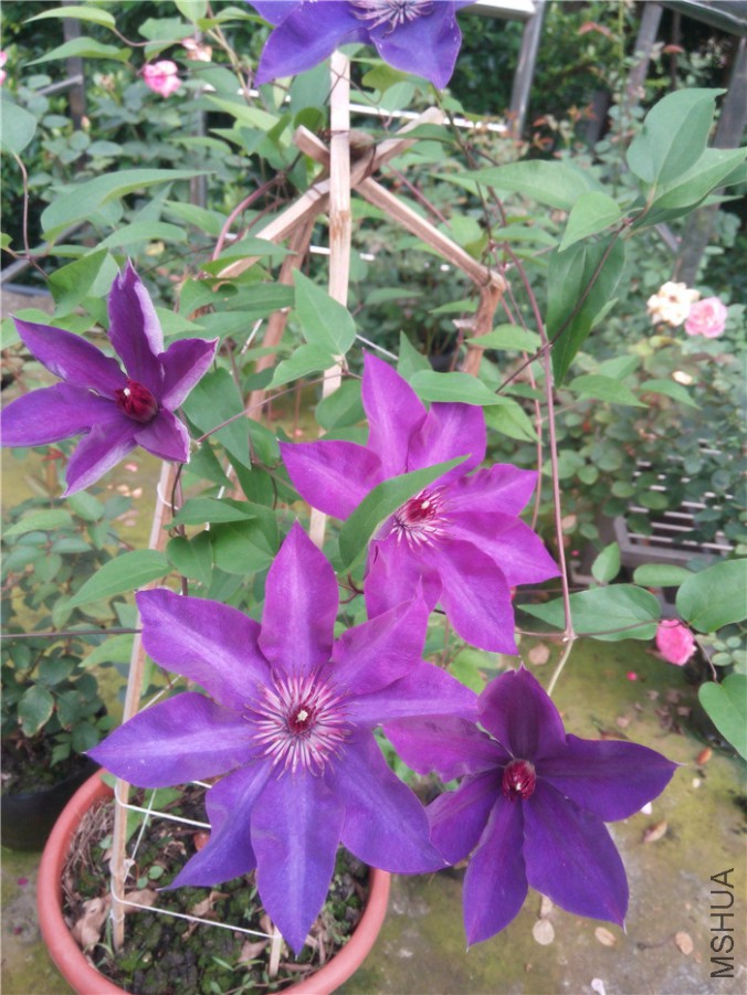 20150619074805��ͳ.jpg