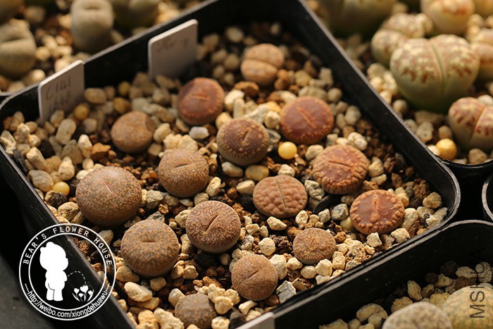 IMG_7348.jpg