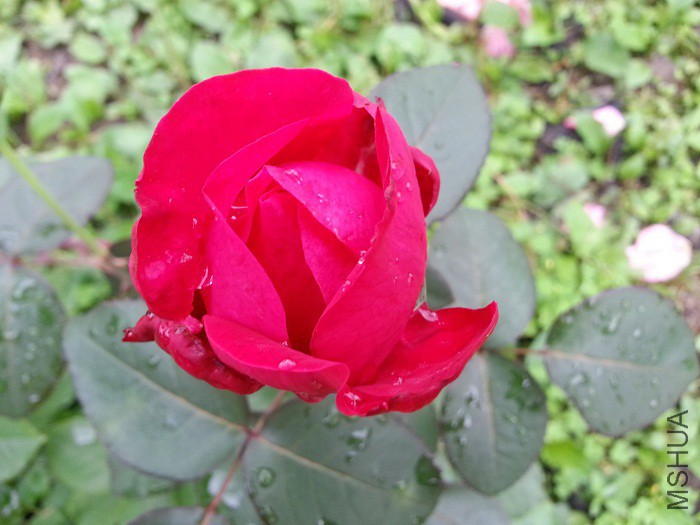 �����˺�