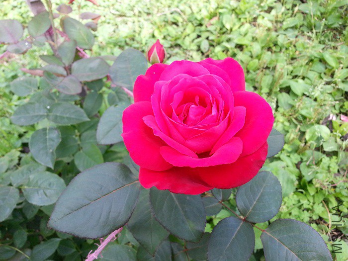 �����˺�