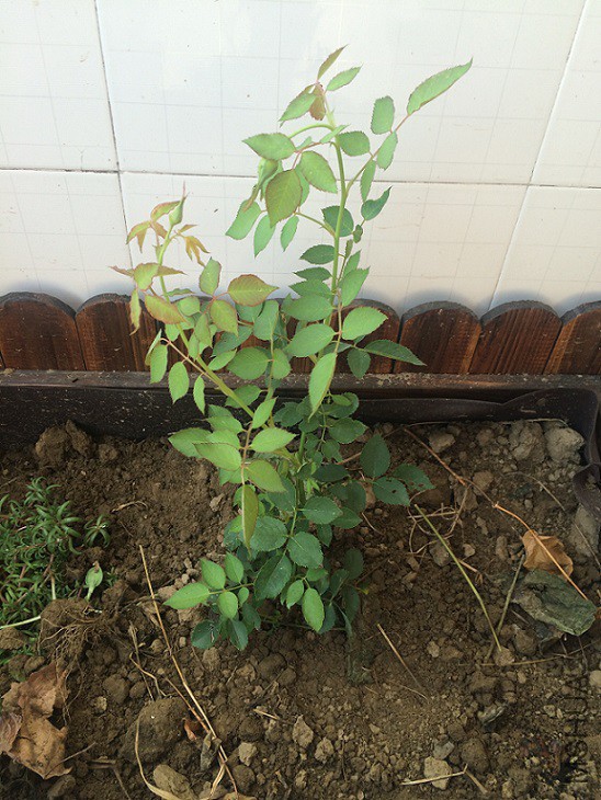 ���趨ױ�գ��ڴ���쳤��