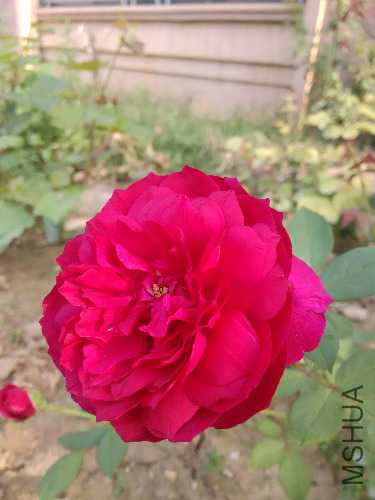 IMG_20150821_073524.jpg