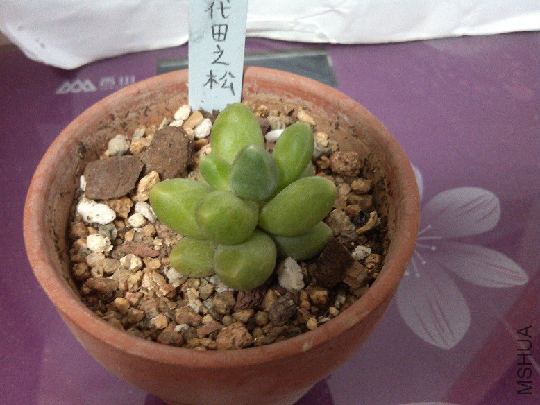 ǧ����֮��