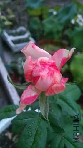 E51625CCDB4D4B3FA49420D3BE5BC603.jpg