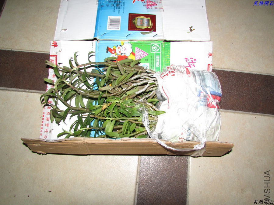 IMG_8910_nEO_IMG.jpg