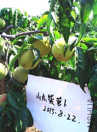 QQͼƬ20150822114813.jpg