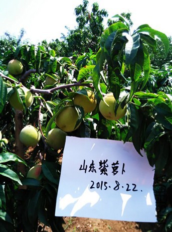 QQͼƬ20150822114821.jpg