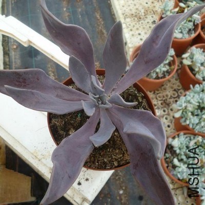 ��˾ECHEVERIA lyonsii,La Pena