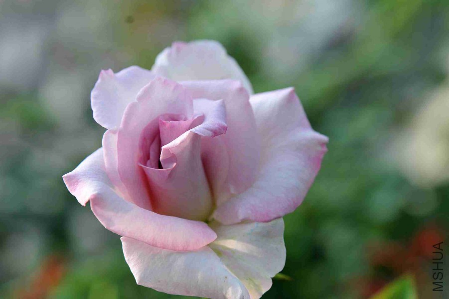 DSC_5998_����.jpg