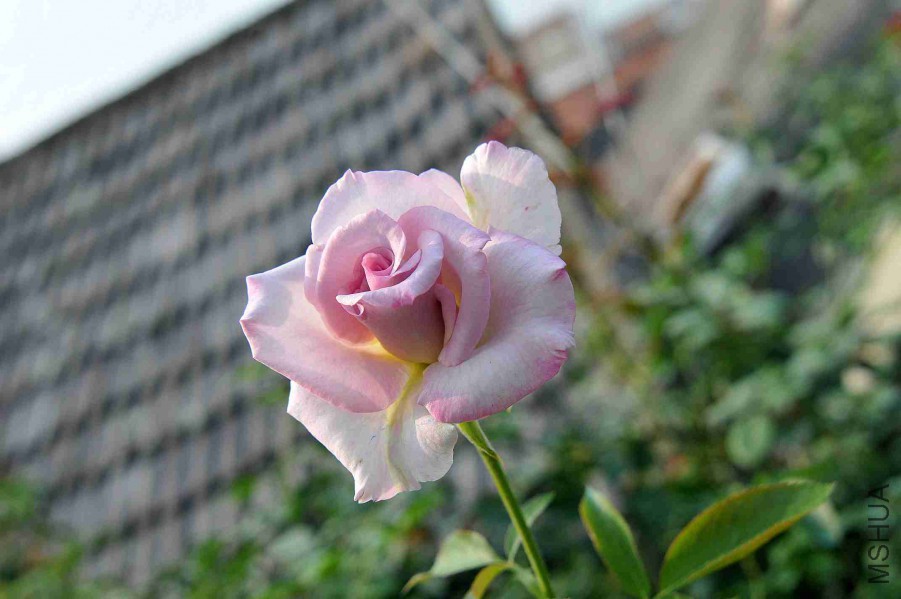 DSC_5989_����.jpg