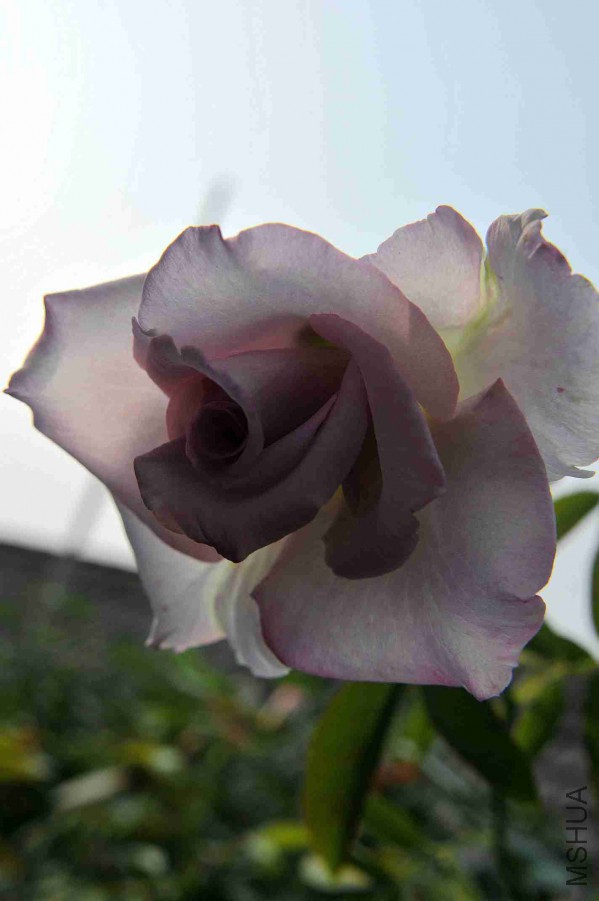 DSC_5991_����.jpg