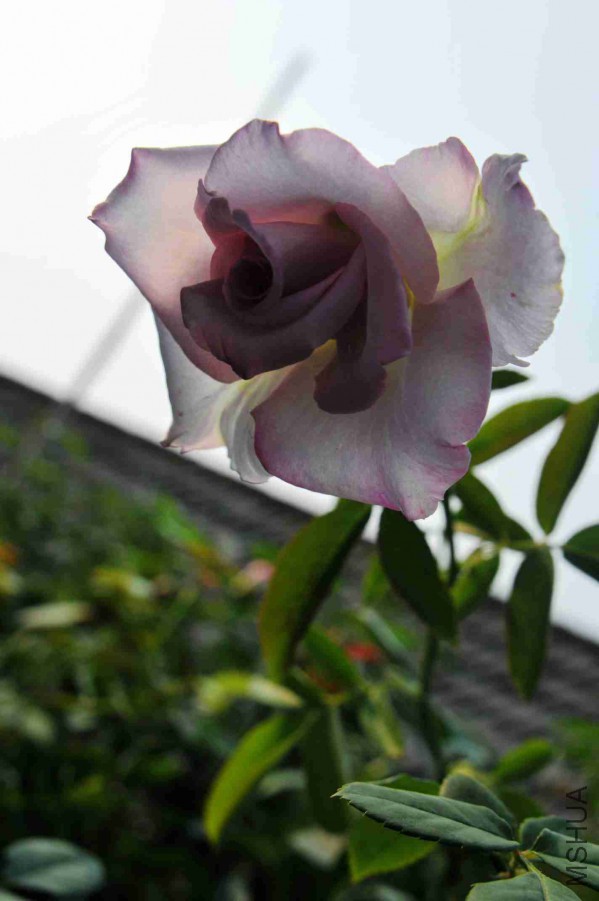 DSC_5992_����.jpg