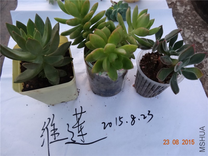 DSC05087.jpg