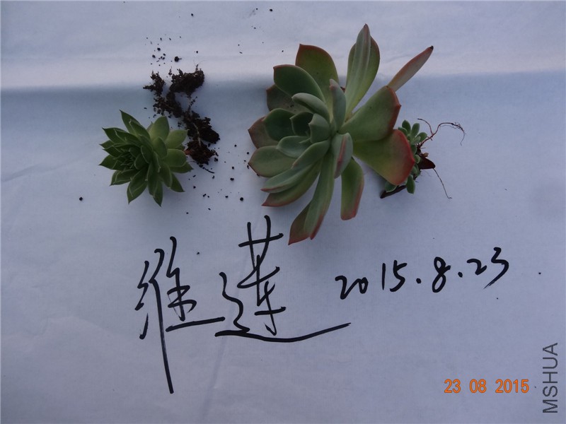 DSC05085.jpg