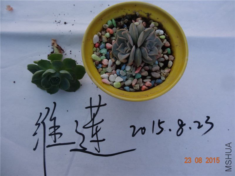 DSC05086.jpg
