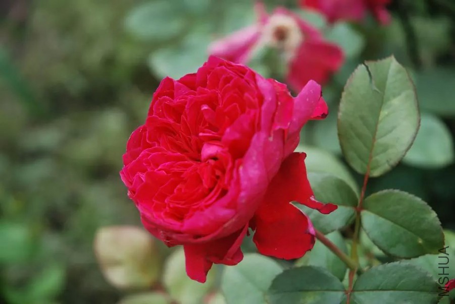 psb (1).jpg