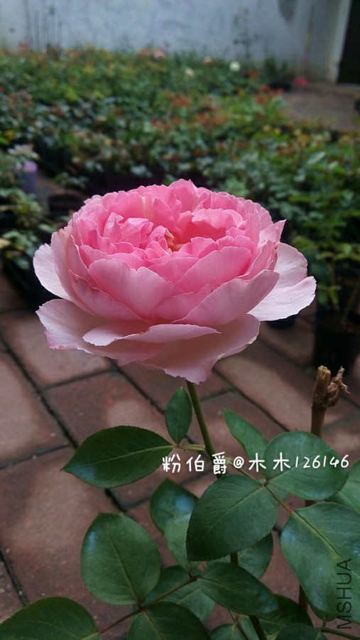 276589.jpg