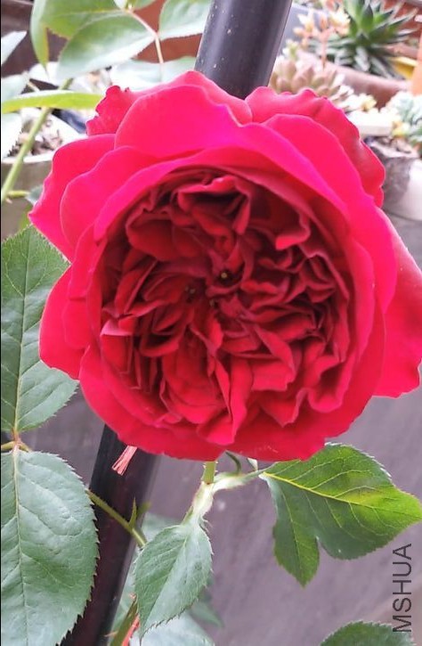 ��ɫ�����