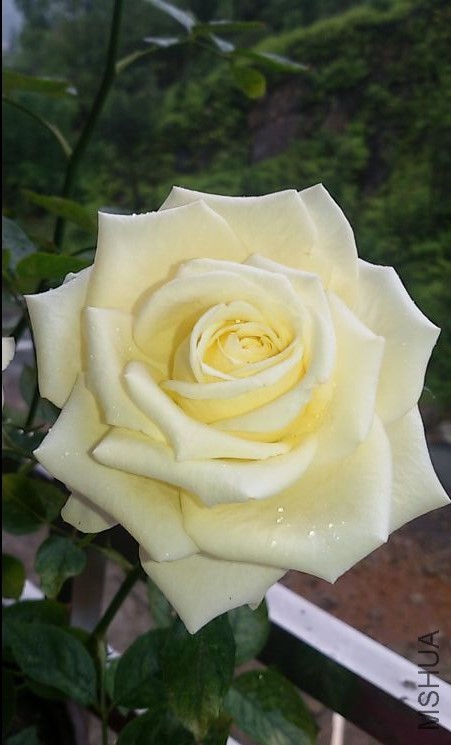 ������ܽ