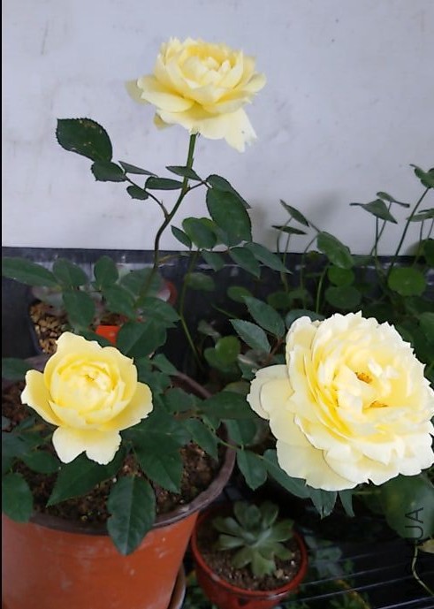 ������ķ