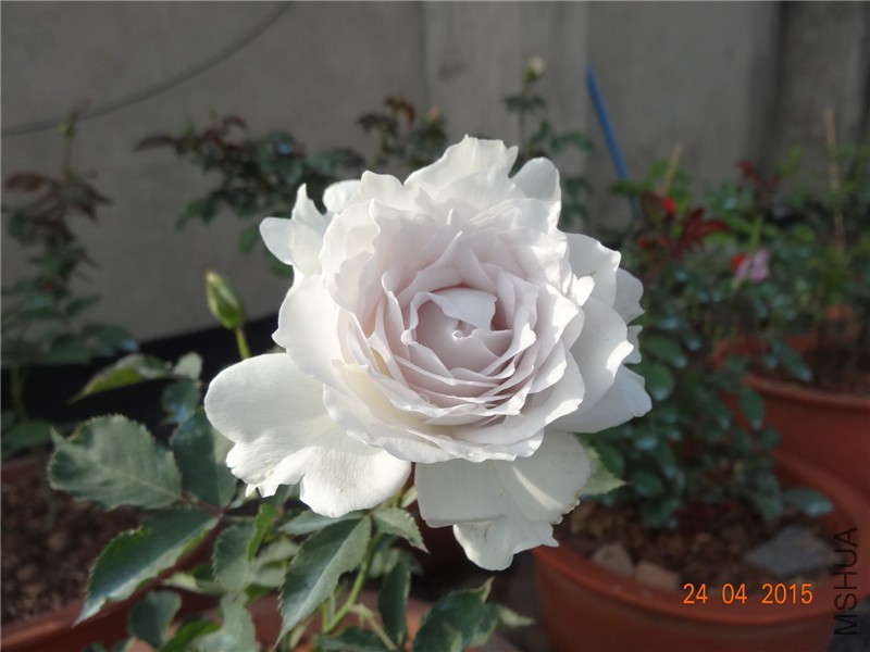 DSC08128_����.jpg