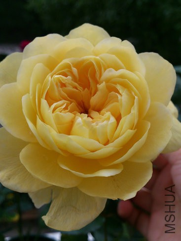 DSC_4075.jpg