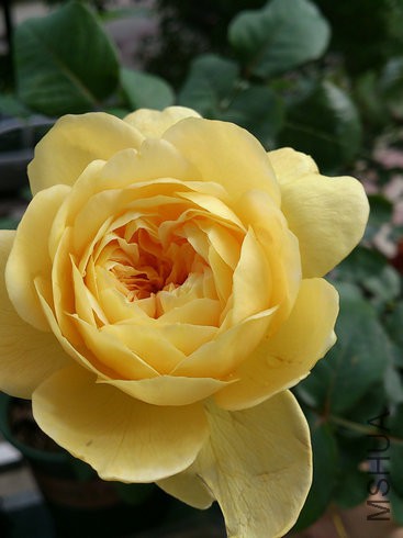 DSC_4066.jpg