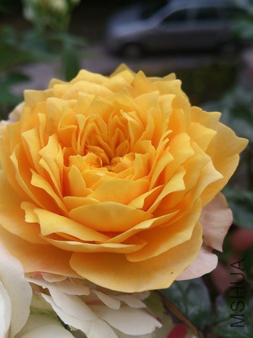 DSC_4015.jpg