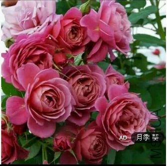 QQͼƬ20150825095725.png