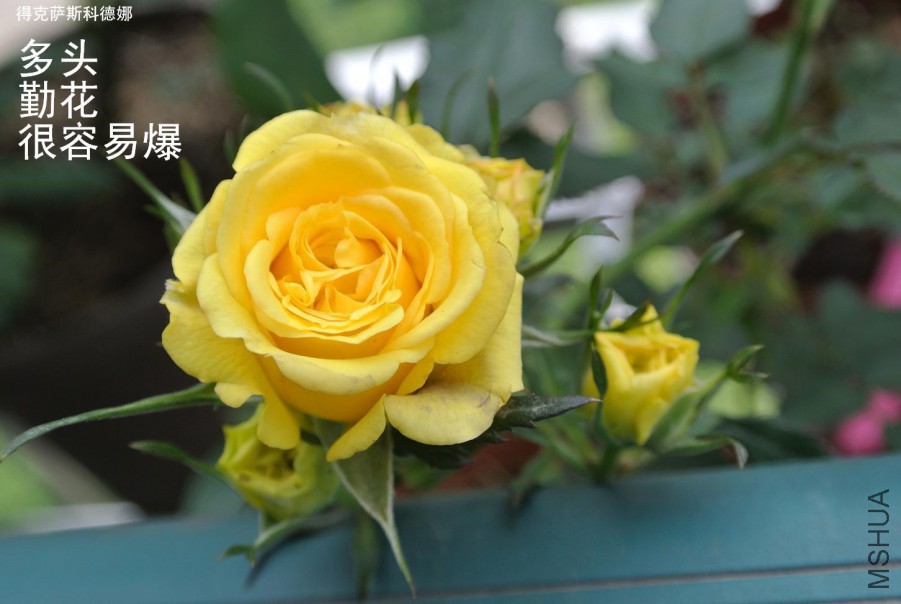 DSC_1218.jpg