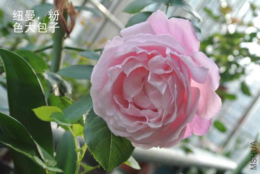 DSC_1465.jpg